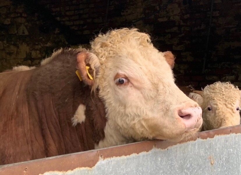 Kileekie Frank, Traditional Hereford stock bull