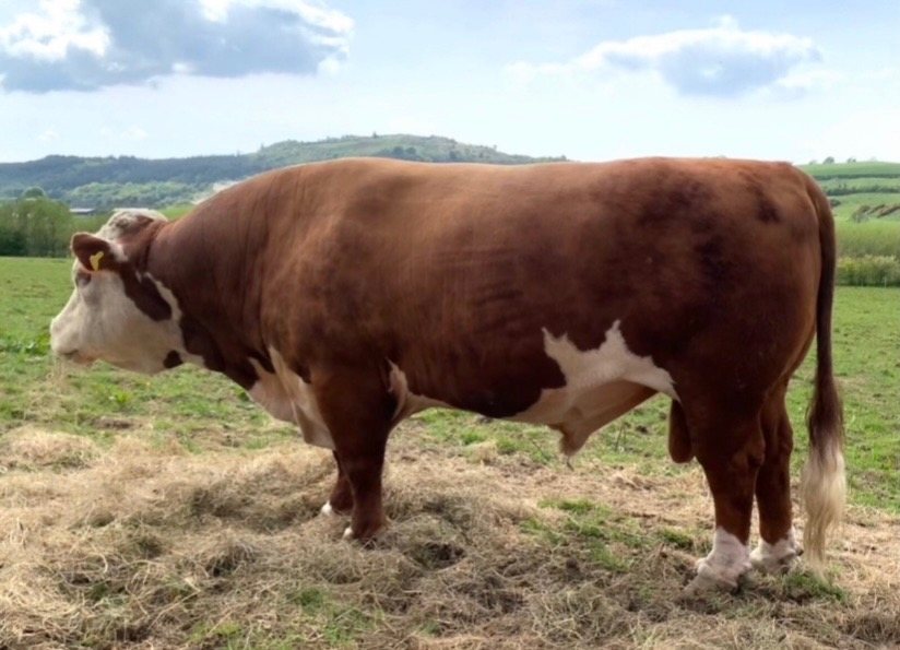 Kileekie Frank, Traditional Hereford stock bull