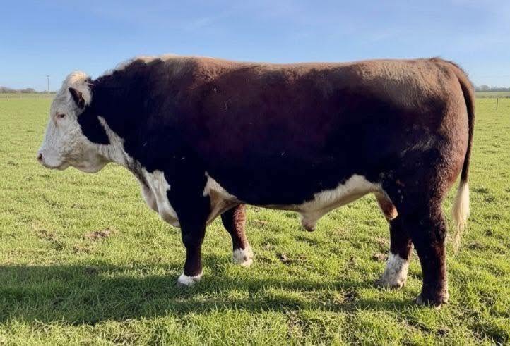 Kileekie Hero, Traditional Hereford stock bull standing in pasture
