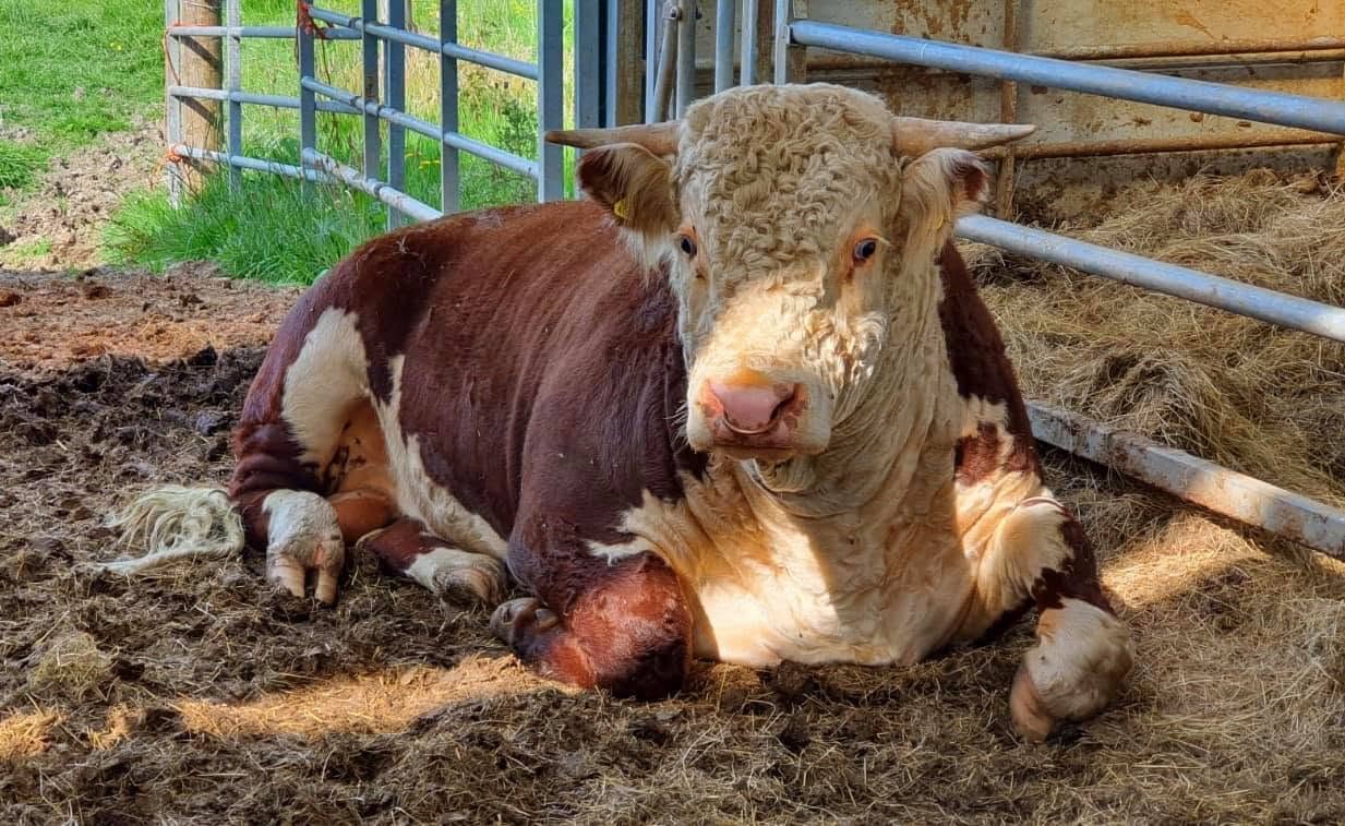 Kileekie Jolly, a former Kileekie stock bull