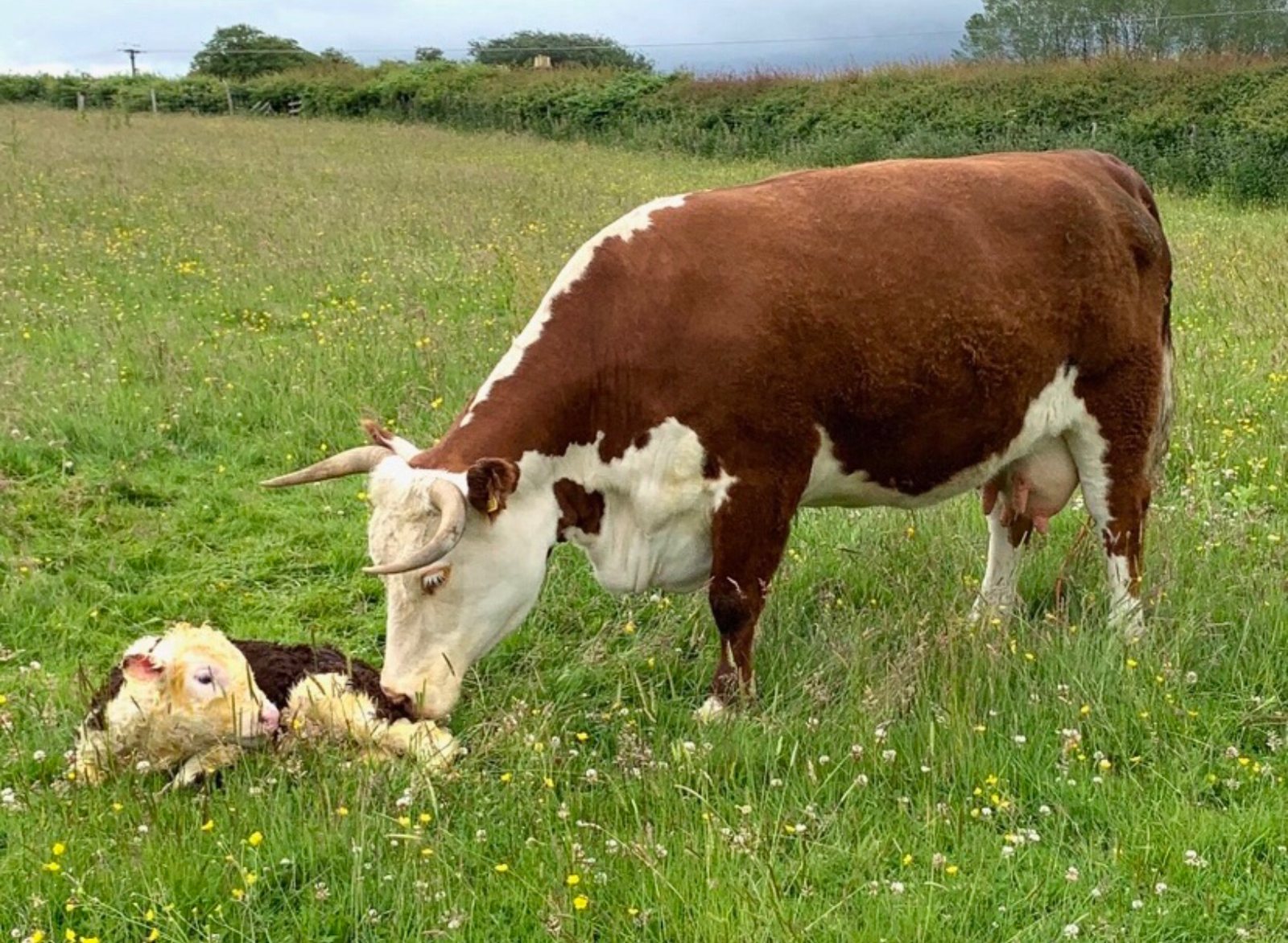 Kileekie Model 2, Traditional Hereford cow