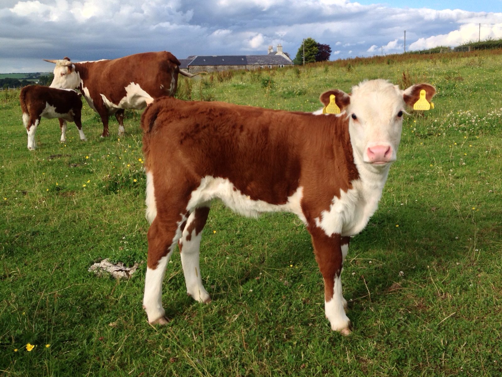 Kileekie Hereford