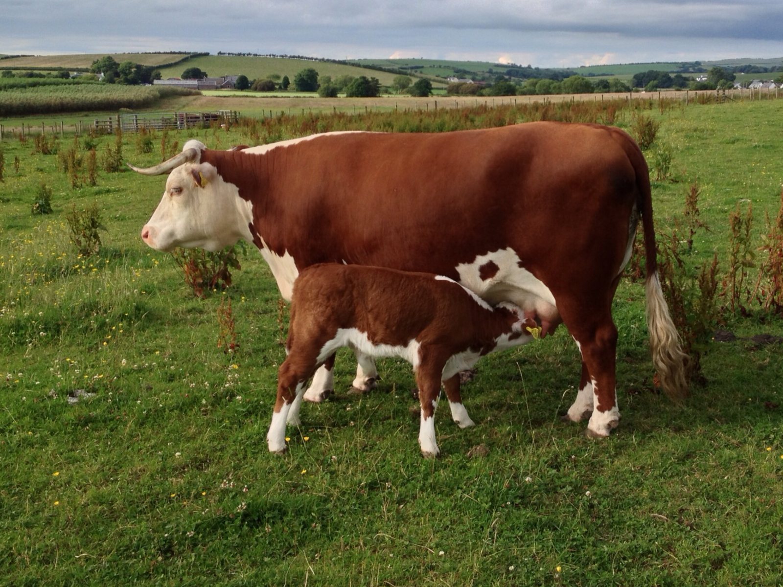 Hereford in the field