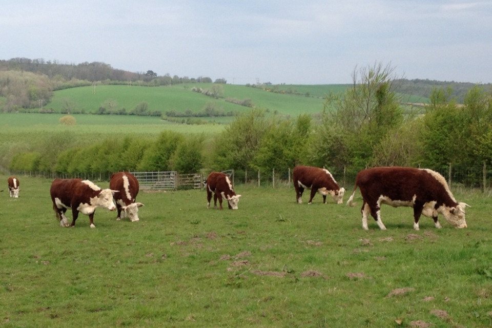 Traditional Hereford at Kileekie Farm