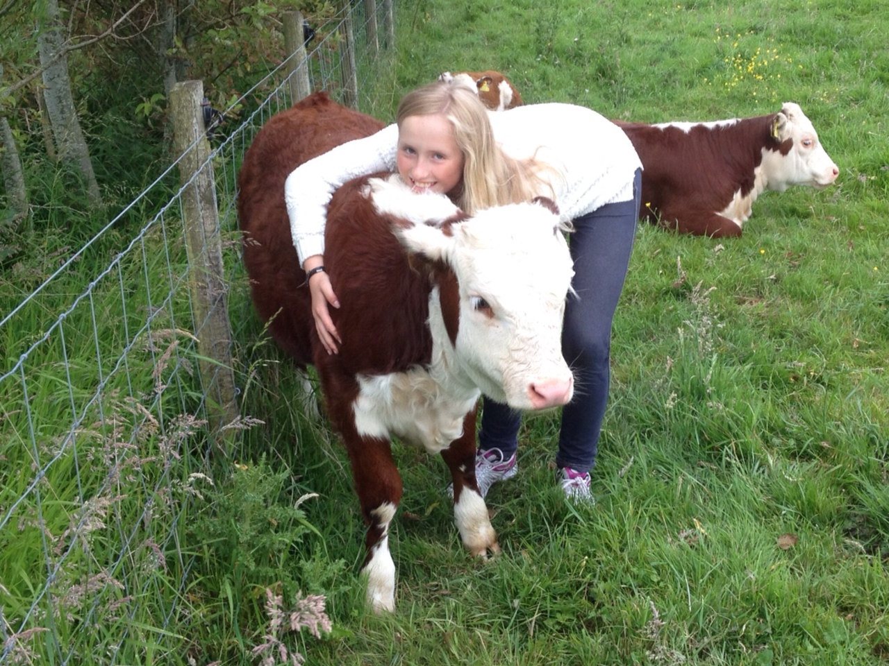 Cattle on pasture at Kileekie