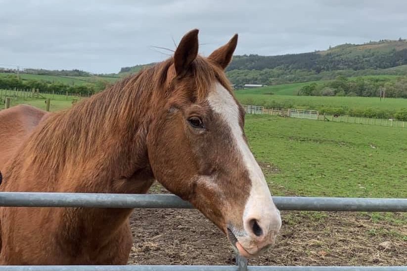 Chance, the chestnut quarter horse behind the Kileekie artwork