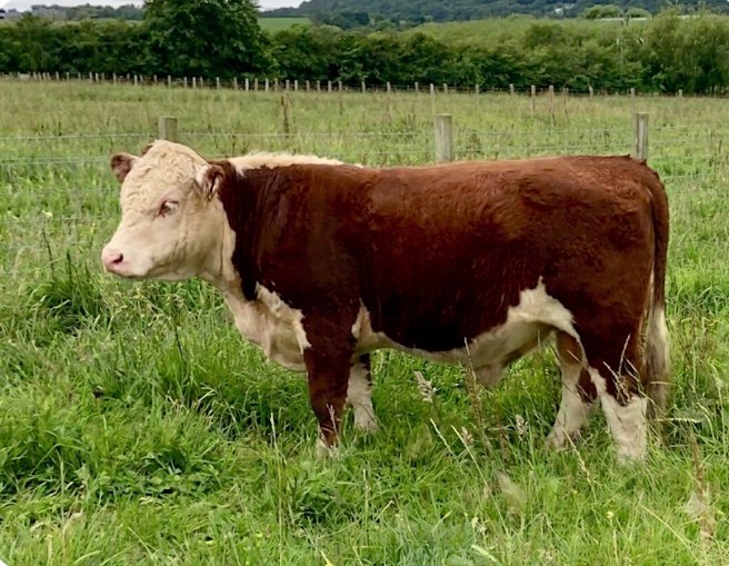 Kileekie Clyde, registered Traditional Hereford young bull