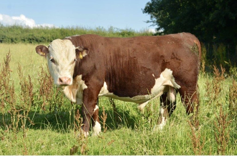 Kileekie Dalaruan, registered Traditional Hereford young bull