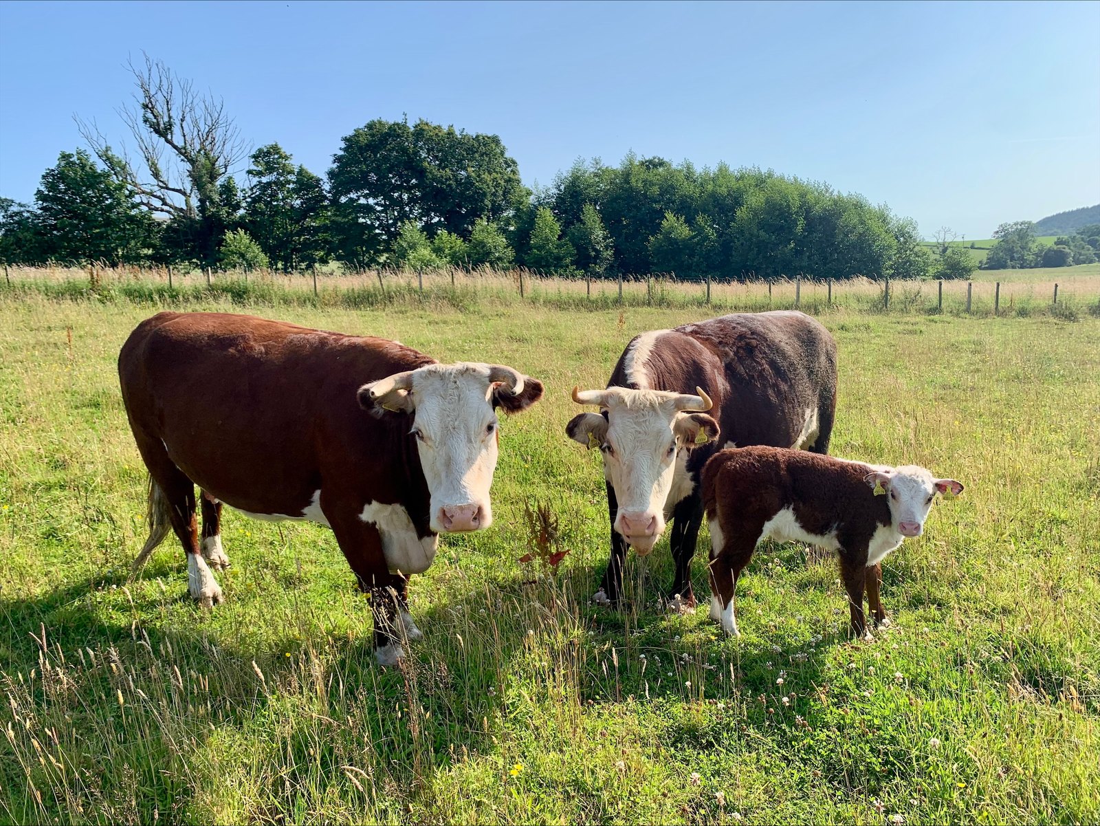 Kileekie cows with calves at foot in pasture
