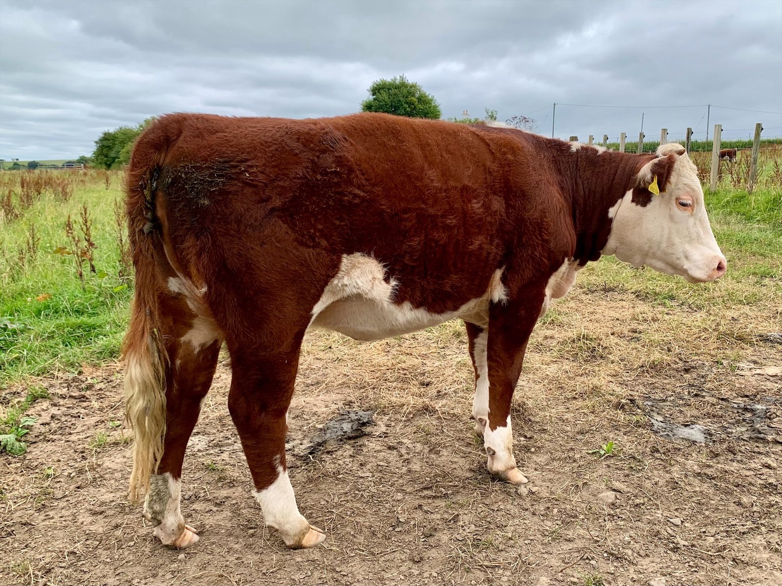 Kileekie Juliette 2, registered Traditional Hereford yearling heifer, sold