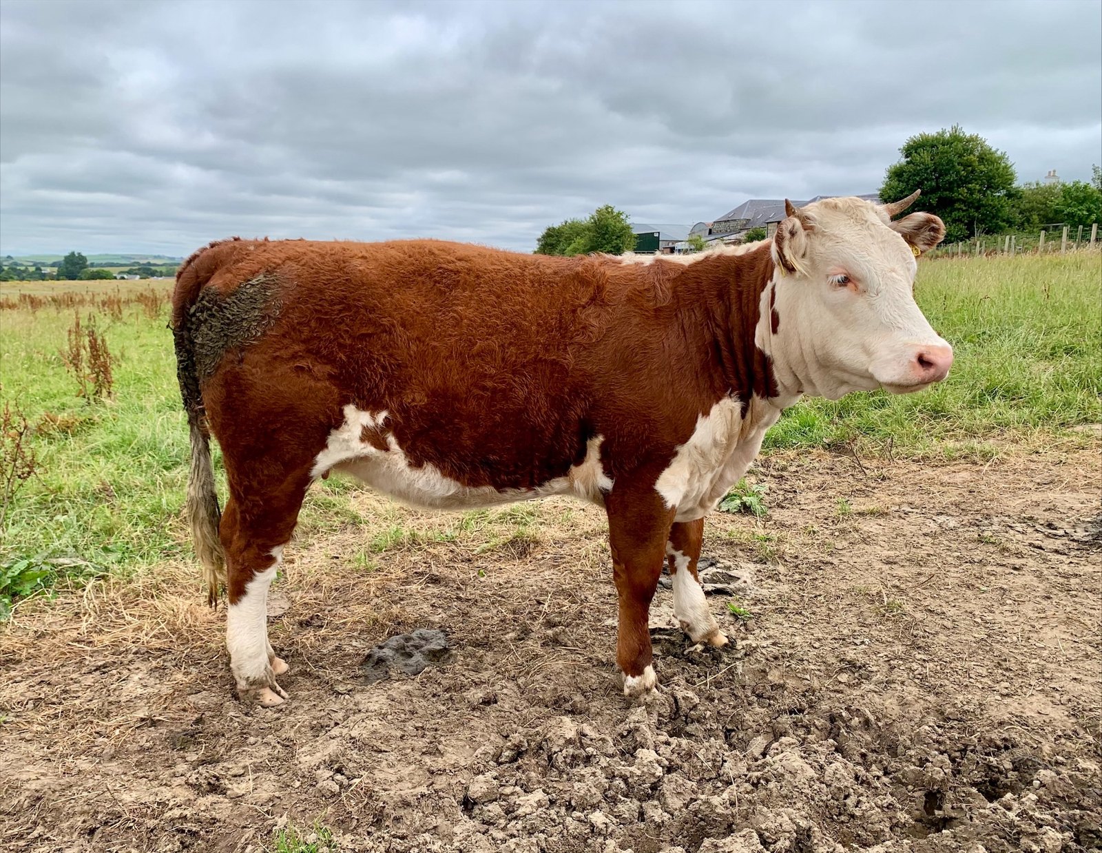 Kileekie June Model 2, registered Traditional Hereford yearling heifer, sold